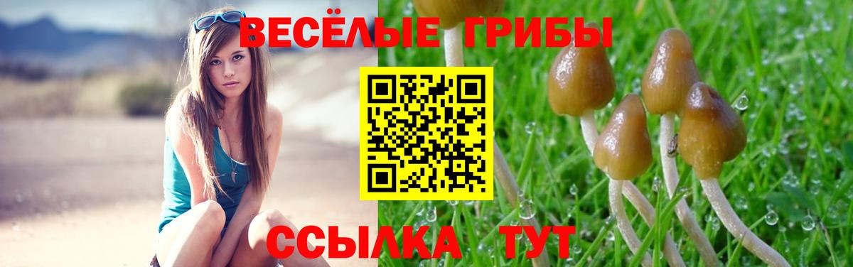 Галлюциногенные грибы Cubensis Свободный